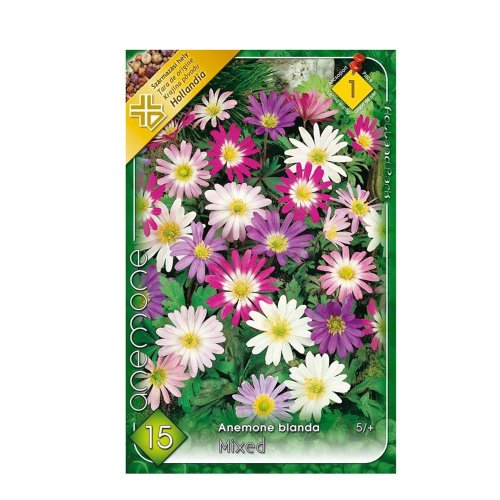 Anemone blanda 15ks - Umelé kvety