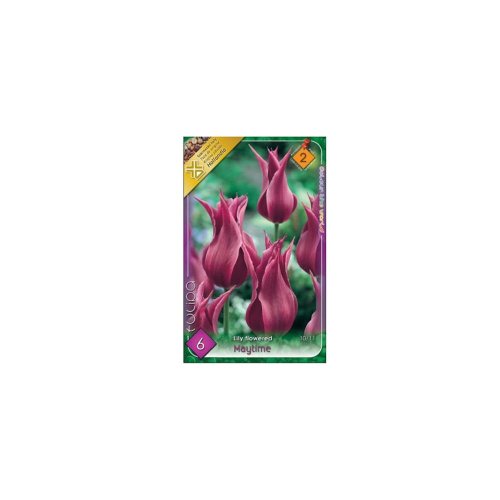 Tulipán maytime 6ks