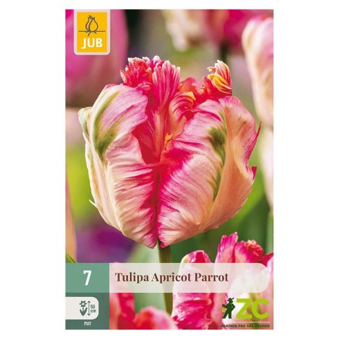 Tulipán apricot parrot 7ks pevná cena - Umelé kvety