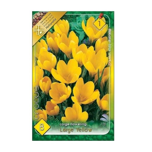 Crocus large yellow 8ks - Jesenné dekorácie