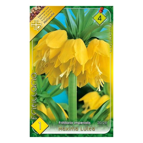 Fritillaria luthea 1ks