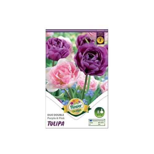 Tulipán duo double pink&purple 6ks
