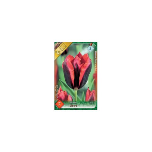 Tulipán slawa 7ks