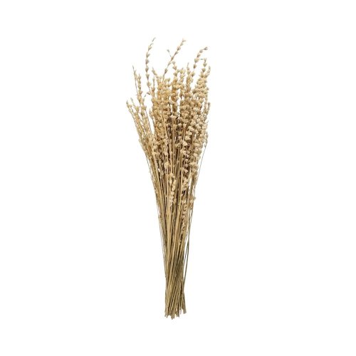 Levandula bielená /zv