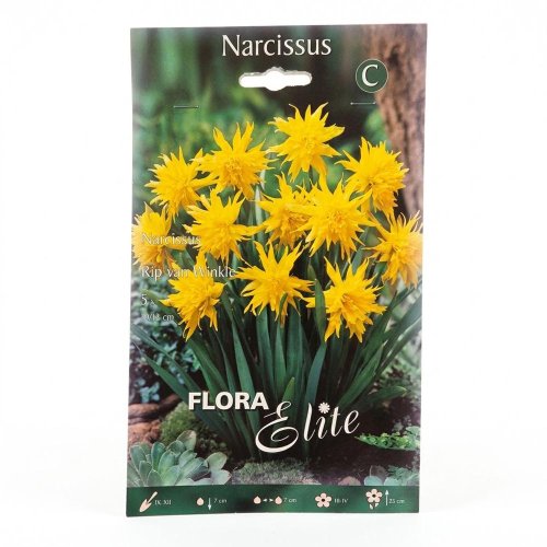 Narcis rip van winkle 5ks