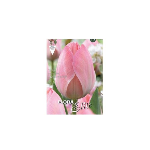 Tulipán mystic van eijk 10ks