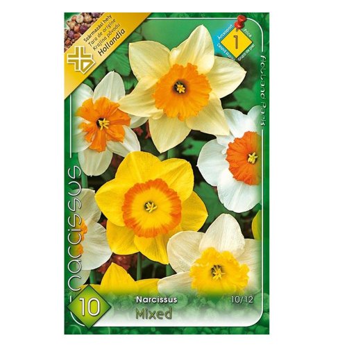 Narcis large flower mix 8ks - Vianočné dekorácie a ozdoby