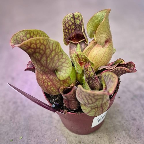 Sarracenia mix 12/30cm