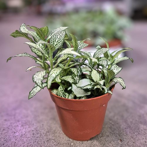 Fittonia mix 7-8,5/12cm - Umelé kvety