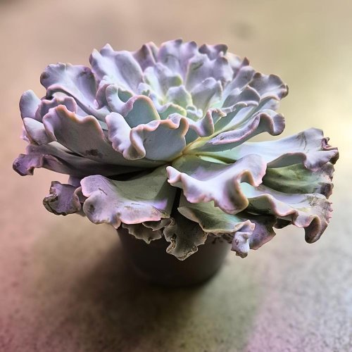 Echeveria 13 - Umelé kvety