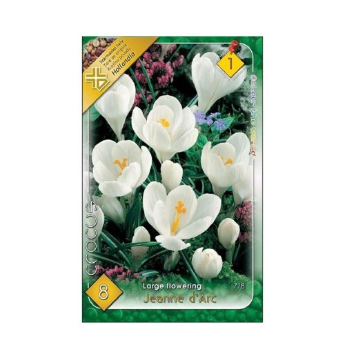 Crocus jeanny d´arc 8ks