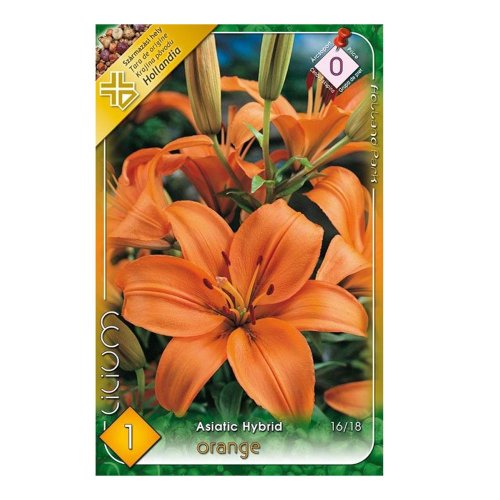 Lalia asiatic orange 1ks - Jesenné dekorácie