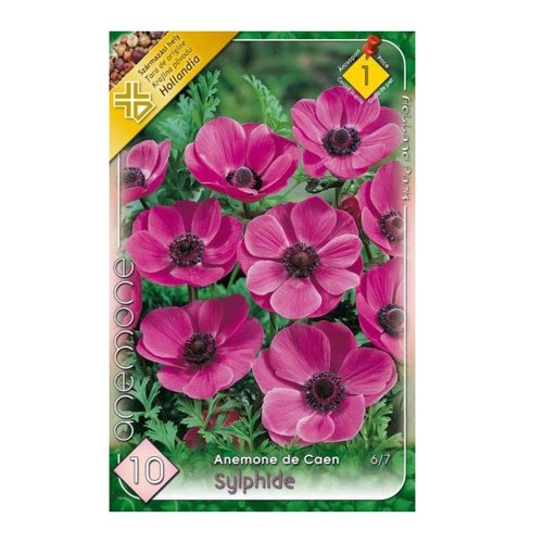 Anemone de caen sylphide 10ks