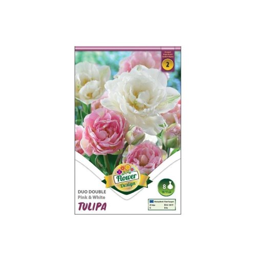 Tulipán duo double pink&white 6ks