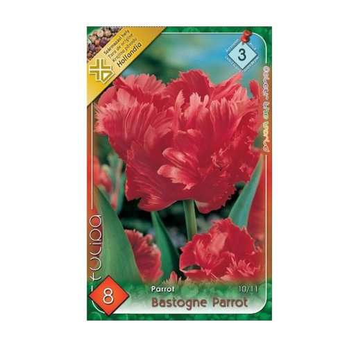 Tulipán bastogne parrot 8ks