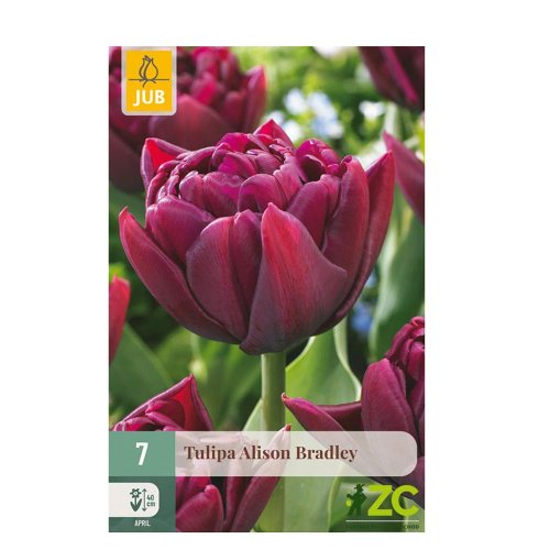 Tulipán alison bradley 7ks pevná cena