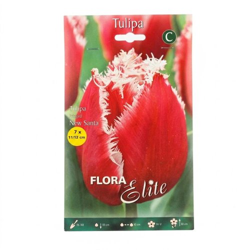 Tulipán new santa 7ks