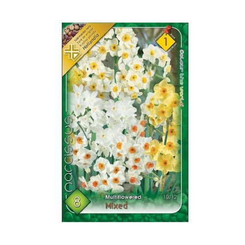 Narcis multiflower mix 8ks - Vianočné dekorácie a ozdoby