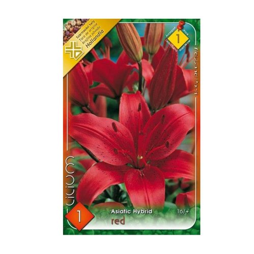 Ľalia asiatic red 1ks