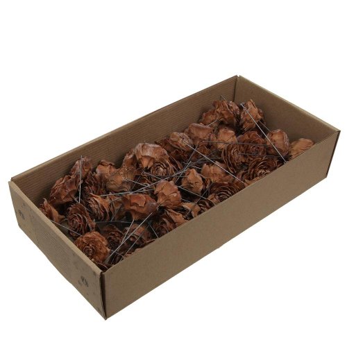 Ceder rose suš natur - Vianočné dekorácie