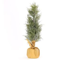 Stromček  70cm