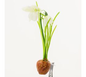 25flk0740 snežienka ks s cibuľkou 25cm
