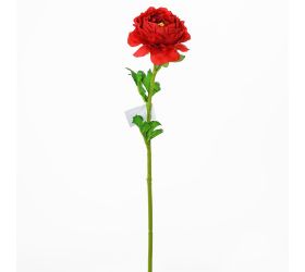Ranunculus červen. ks 47cm