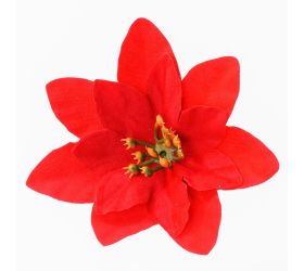 Hlava poinsetia