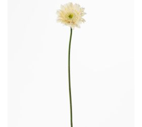 Ks gerbera crem 45cm