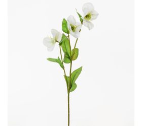 Ks heleborus 38cm