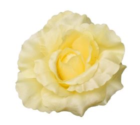 Hlava ruža marhuľová p:10cm bal:12ks