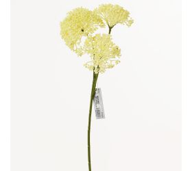 Ks sedum krém 36cm