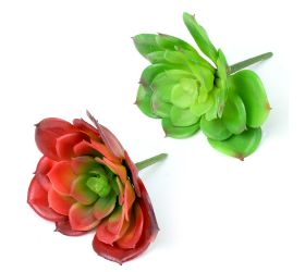 Suculent echeveria f2 v:11 p:12cm