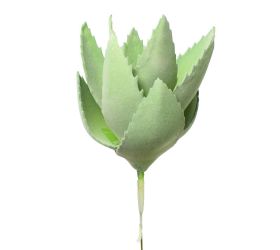 Suculent agáve penový 20cm