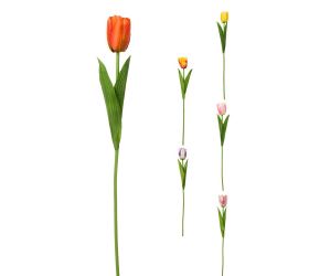 Ks tulipán 6f 48cm