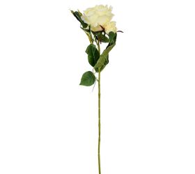 Ks ruža krém 65cm