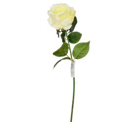 Ks ruža krém 50cm
