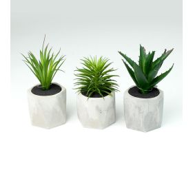 Suculent v kvetináči mix druh 18cm