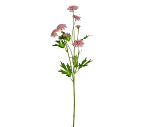 Ks chryzantéma 66cm