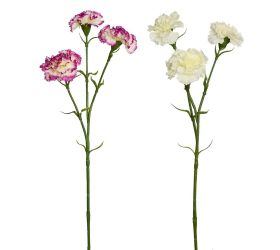 Ks karafiát 60cm 2f