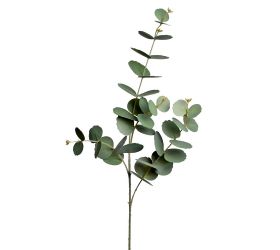 Ks eucalyptus 84cm