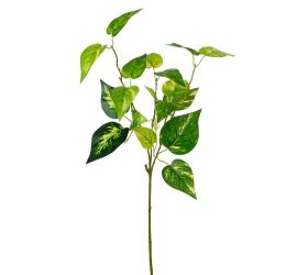 Zeleň scindapsus zelený panašovaný 55cm