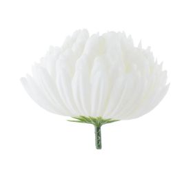 Hlava chryzantéma biela 10cm bal:12ks
