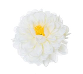 Hlava dahlia smotanová 10cm bal:12ks