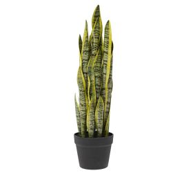 Sansevieria v kvetináči(16*13cm) 63cm x21