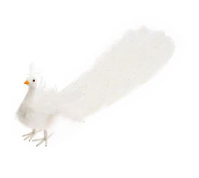 Páv biely perie 80 × 20 × 20 cm