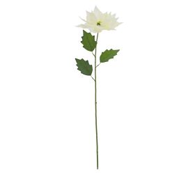 Ks vianočná ruža biela 75cm