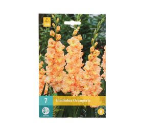 Canna exclusive