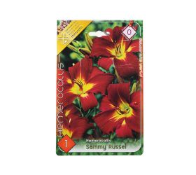 Hemerocallis sammy russel
