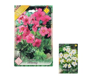 Incarvillea mix